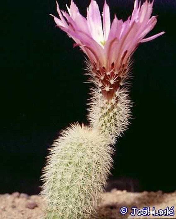 Echinocereus sciurus Lau047